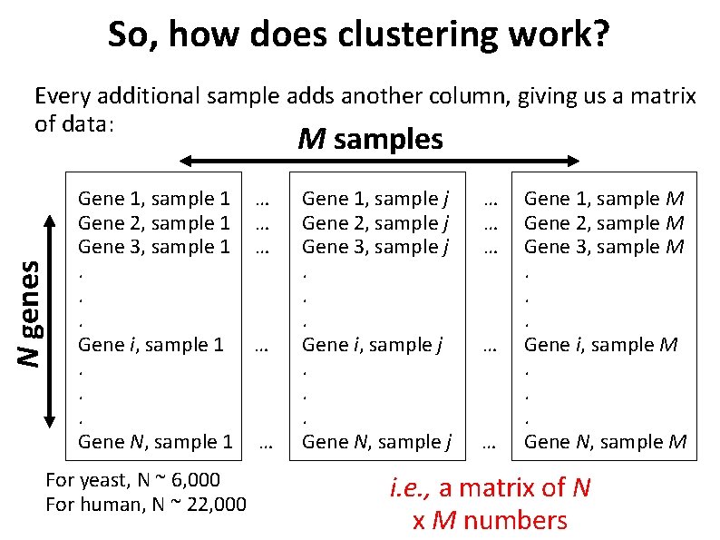 So, how does clustering work? Every additional sample adds another column, giving us a