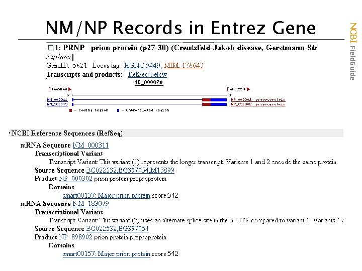 NCBI Field. Guide NM/NP Records in Entrez Gene 