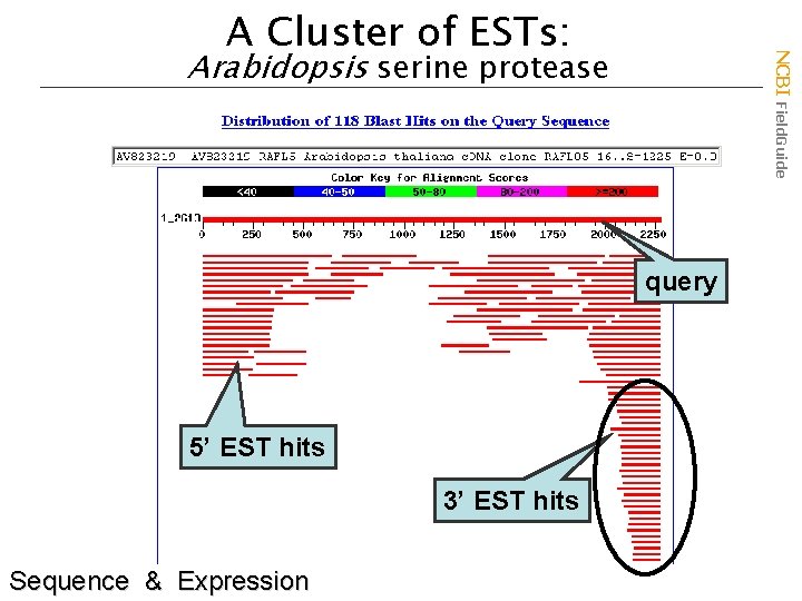 A Cluster of ESTs: NCBI Field. Guide Arabidopsis serine protease query 5’ EST hits
