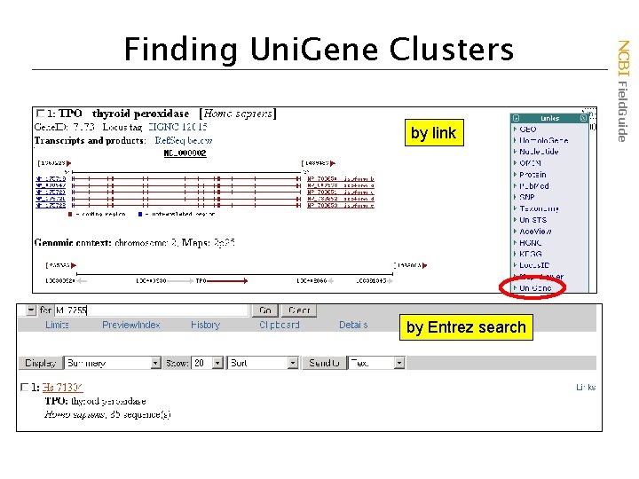 by link by Entrez search NCBI Field. Guide Finding Uni. Gene Clusters 