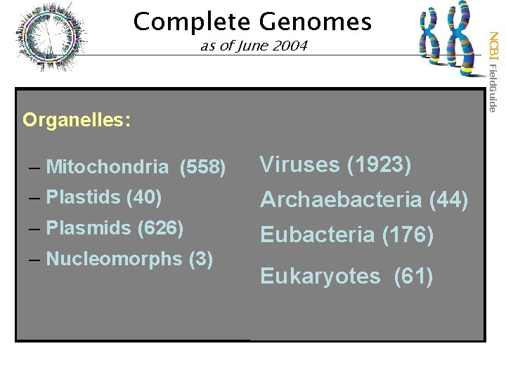 as of June 2004 Organelles: – Mitochondria (558) Viruses (1923) – Plastids (40) Archaebacteria