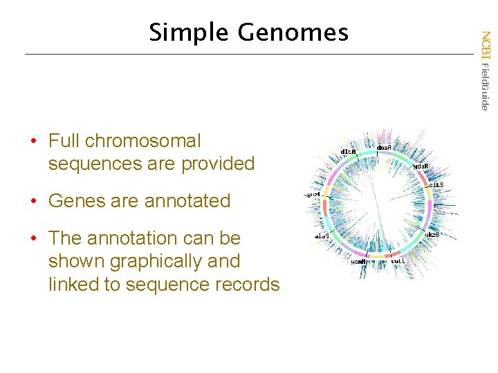  • Full chromosomal sequences are provided • Genes are annotated • The annotation