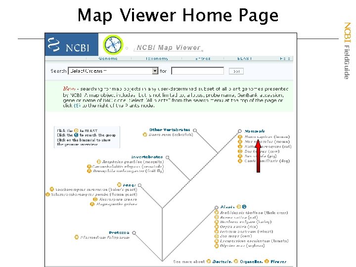 NCBI Field. Guide Map Viewer Home Page 