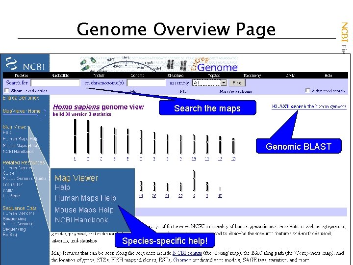 Search the maps Genomic BLAST Species-specific help! NCBI Field. Guide Genome Overview Page 