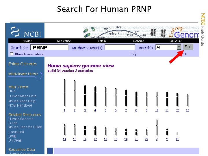 PRNP NCBI Field. Guide Search For Human PRNP 