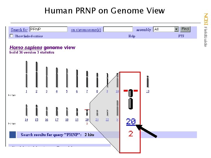 NCBI Field. Guide Human PRNP on Genome View 
