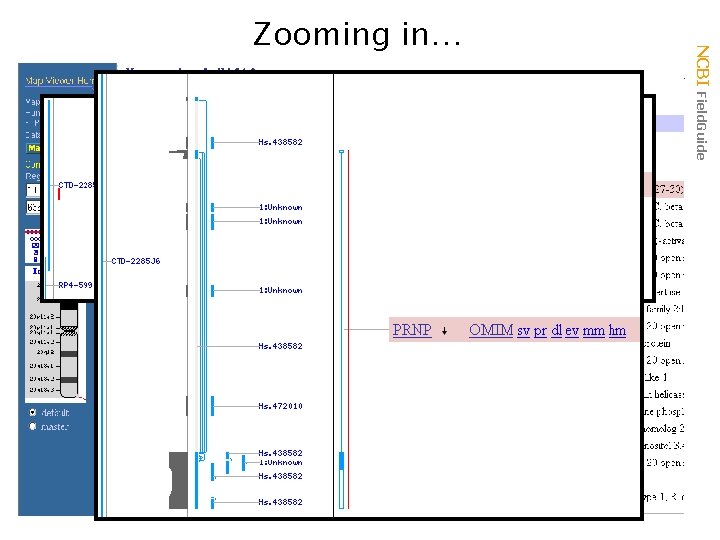 Left click NCBI Field. Guide Zooming in… 