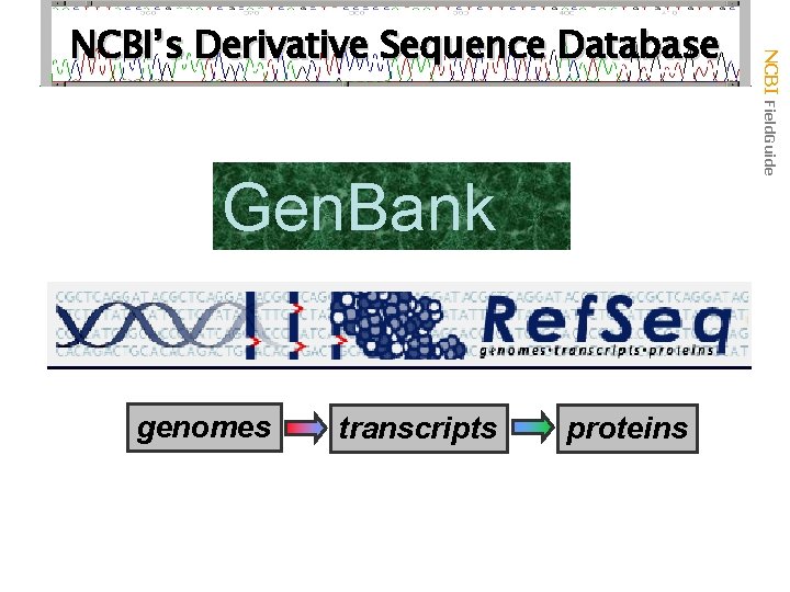 Gen. Bank genomes transcripts proteins NCBI Field. Guide NCBI’s Derivative Sequence Database 