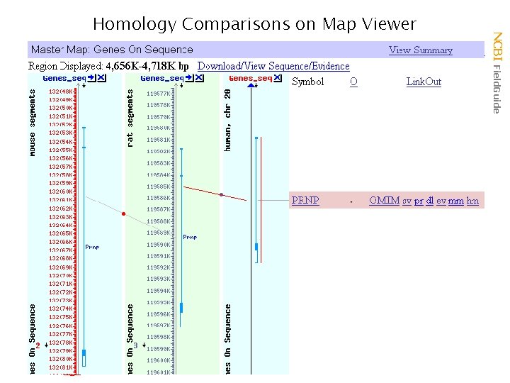 NCBI Field. Guide Homology Comparisons on Map Viewer 