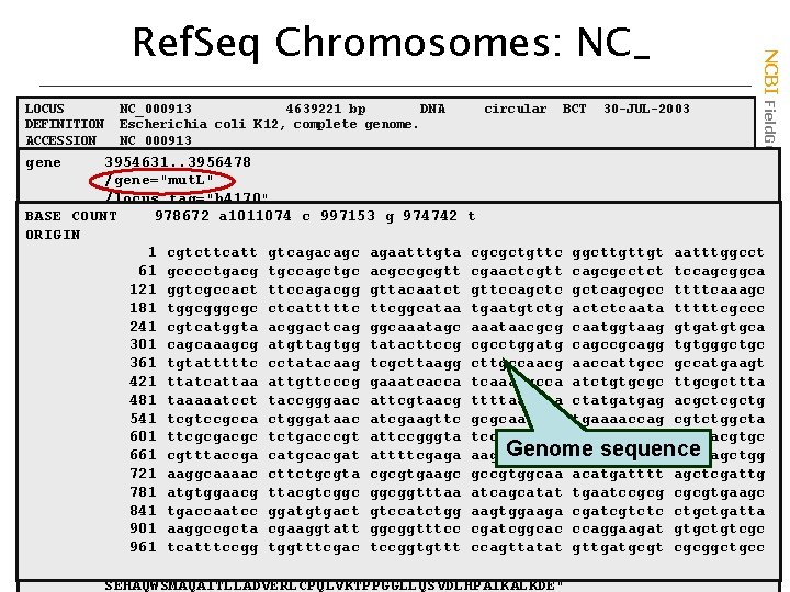 NCBI Field. Guide Ref. Seq Chromosomes: NC_ LOCUS NC_000913 4639221 bp DNA circular BCT