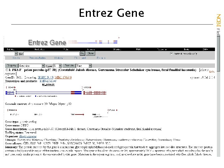 NCBI Field. Guide Entrez Gene 