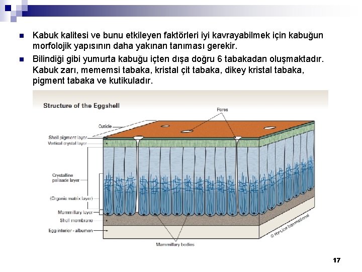 n n Kabuk kalitesi ve bunu etkileyen faktörleri iyi kavrayabilmek için kabuğun morfolojik yapısının