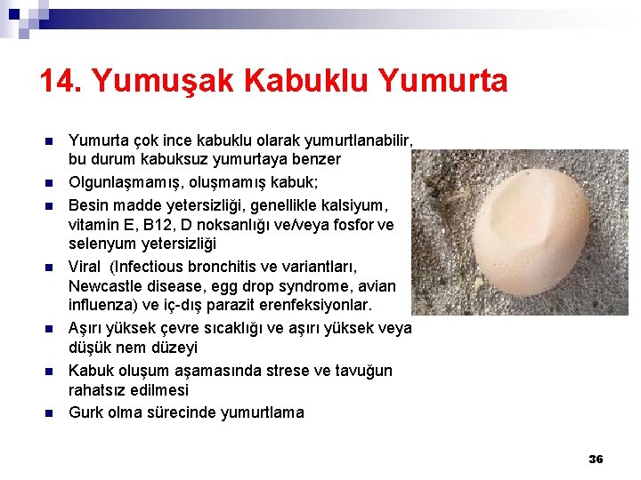 14. Yumuşak Kabuklu Yumurta n n n n Yumurta çok ince kabuklu olarak yumurtlanabilir,