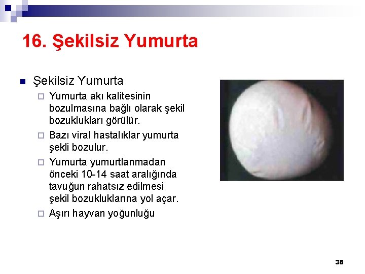 16. Şekilsiz Yumurta n Şekilsiz Yumurta akı kalitesinin bozulmasına bağlı olarak şekil bozuklukları görülür.