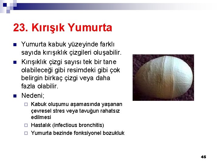 23. Kırışık Yumurta n n n Yumurta kabuk yüzeyinde farklı sayıda kırışıklık çizgileri oluşabilir.