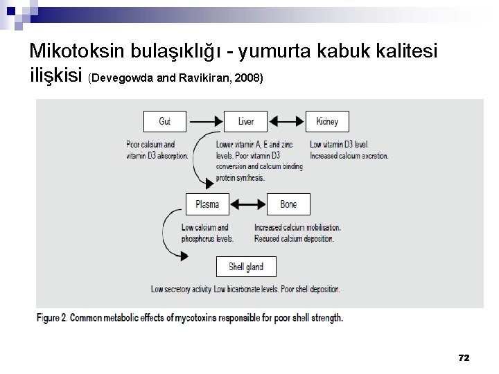 Mikotoksin bulaşıklığı - yumurta kabuk kalitesi ilişkisi (Devegowda and Ravikiran, 2008) 72 