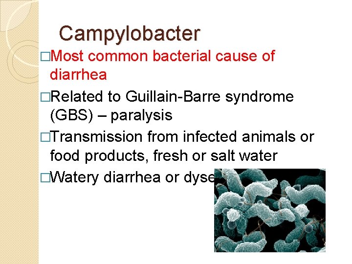 Campylobacter �Most common bacterial cause of diarrhea �Related to Guillain-Barre syndrome (GBS) – paralysis