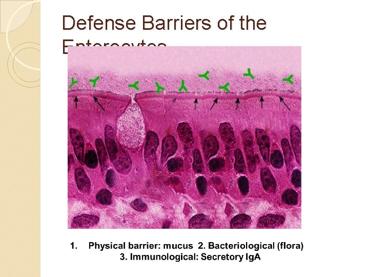 Defense Barriers of the Enterocytes 