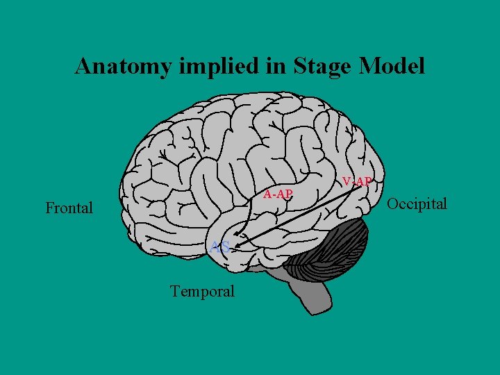 Anatomy implied in Stage Model A-AP Frontal AS Temporal V-AP Occipital 