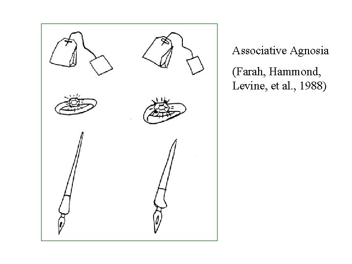 Associative Agnosia (Farah, Hammond, Levine, et al. , 1988) 
