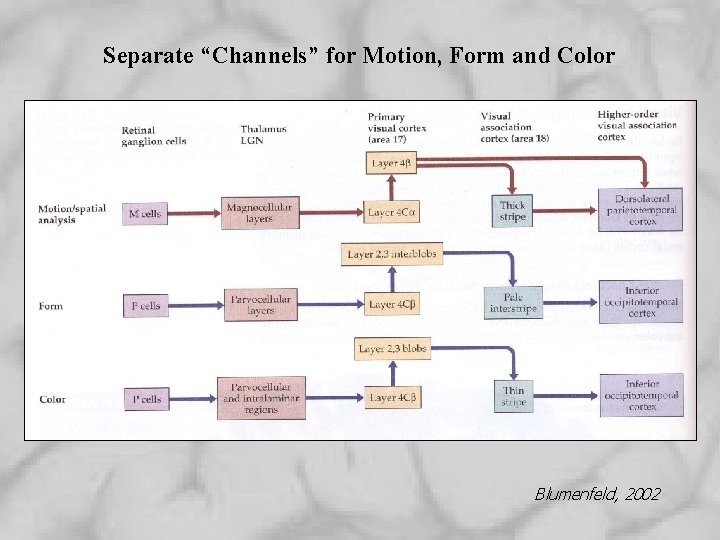 Separate “Channels” for Motion, Form and Color Blumenfeld, 2002 