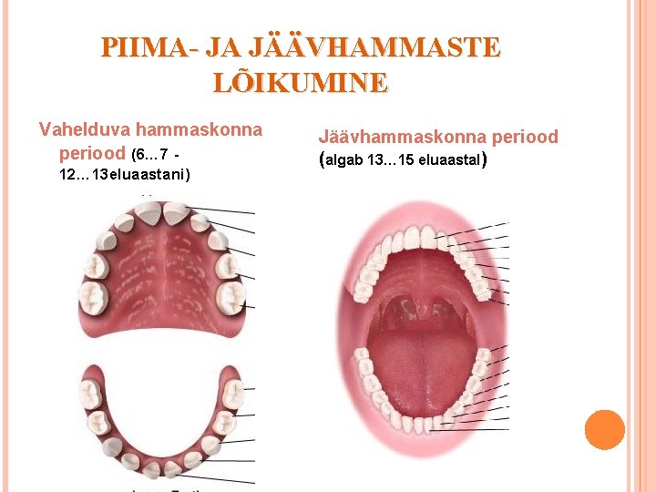 PIIMA- JA JÄÄVHAMMASTE LÕIKUMINE Vahelduva hammaskonna periood (6… 7 12… 13 eluaastani) Jäävhammaskonna periood