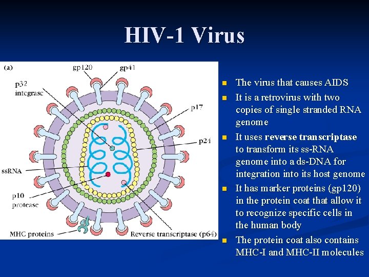 HIV-1 Virus n n n The virus that causes AIDS It is a retrovirus