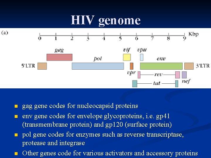 HIV genome n n gag gene codes for nucleocapsid proteins env gene codes for