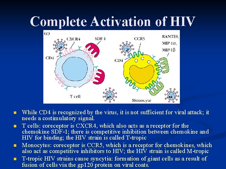 Complete Activation of HIV n n While CD 4 is recognized by the virus,