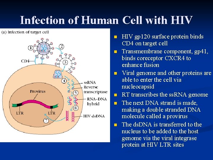 Infection of Human Cell with HIV n n n HIV gp 120 surface protein