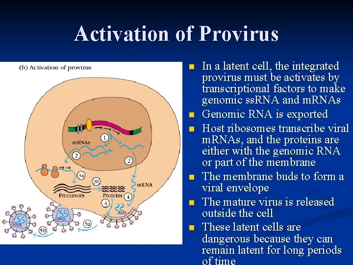 Activation of Provirus n n n In a latent cell, the integrated provirus must