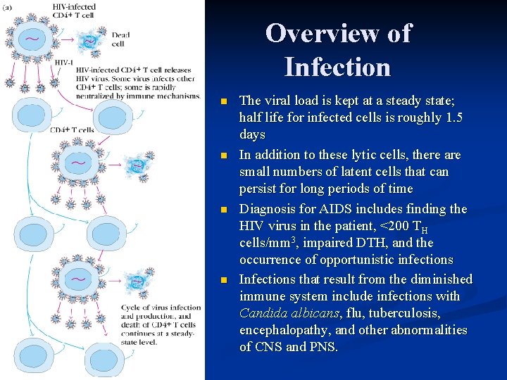Overview of Infection n n The viral load is kept at a steady state;