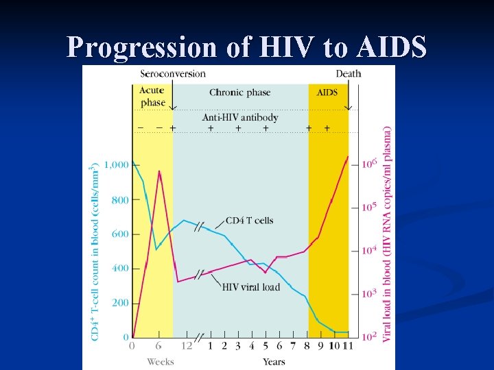Progression of HIV to AIDS 