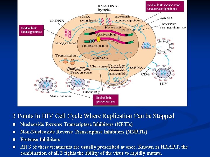 3 Points In HIV Cell Cycle Where Replication Can be Stopped n n Nucleoside