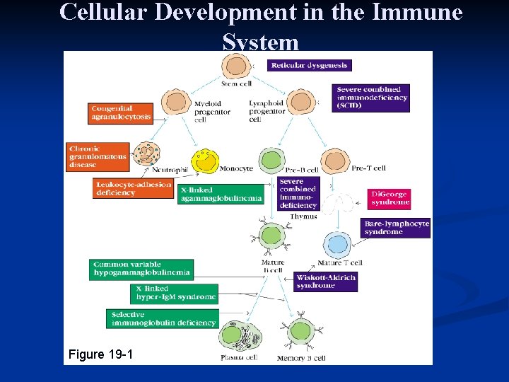 Cellular Development in the Immune System Figure 19 -1 