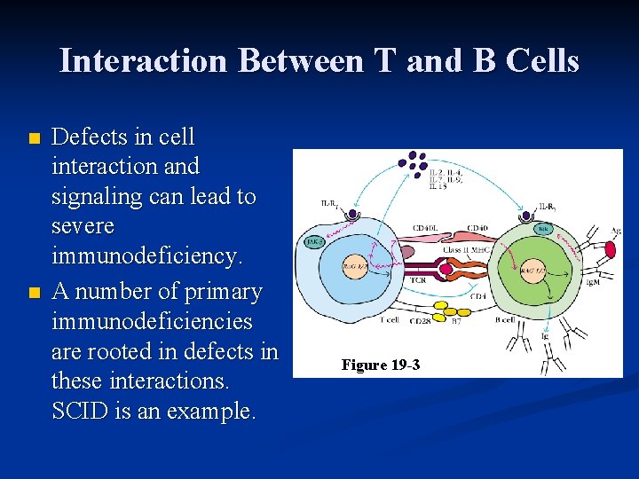Interaction Between T and B Cells n n Defects in cell interaction and signaling