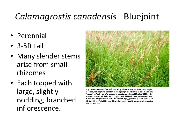 Calamagrostis canadensis - Bluejoint • Perennial • 3 -5 ft tall • Many slender