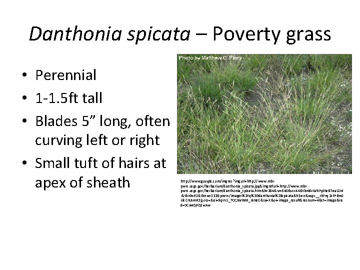Danthonia spicata – Poverty grass • Perennial • 1 -1. 5 ft tall •