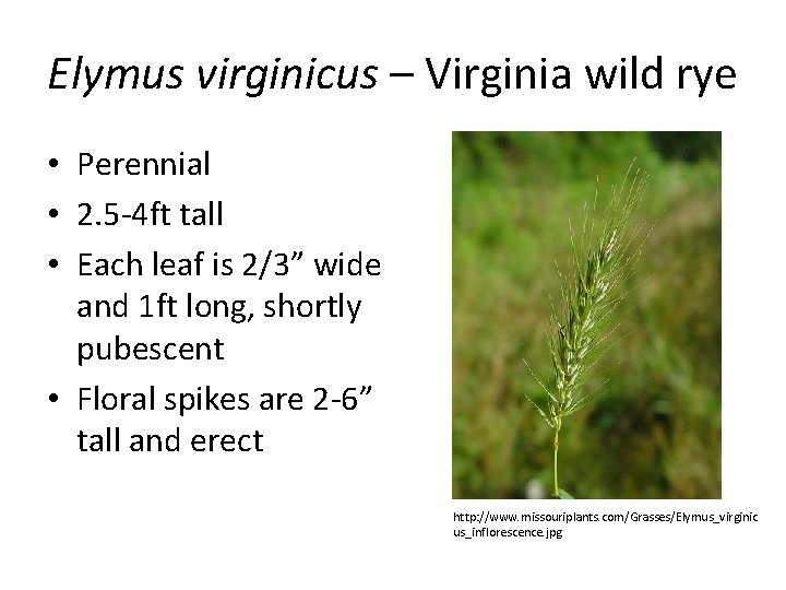 Elymus virginicus – Virginia wild rye • Perennial • 2. 5 -4 ft tall