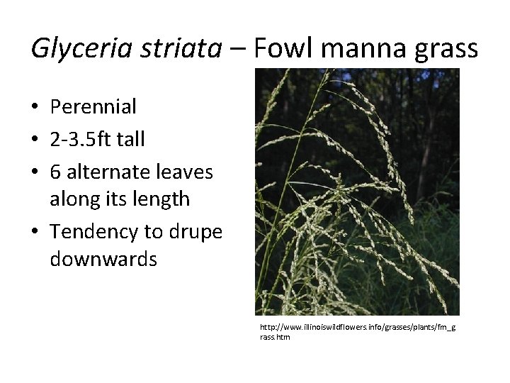 Glyceria striata – Fowl manna grass • Perennial • 2 -3. 5 ft tall