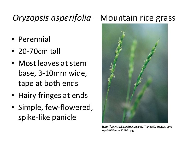 Oryzopsis asperifolia – Mountain rice grass • Perennial • 20 -70 cm tall •