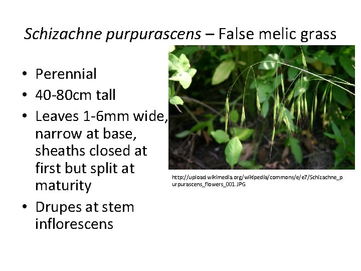 Schizachne purpurascens – False melic grass • Perennial • 40 -80 cm tall •