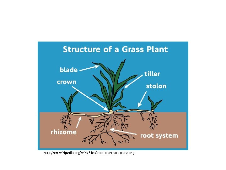 http: //en. wikipedia. org/wiki/File: Grass-plant-structure. png 