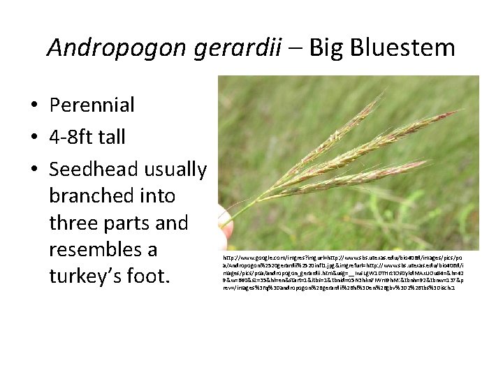 Andropogon gerardii – Big Bluestem • Perennial • 4 -8 ft tall • Seedhead