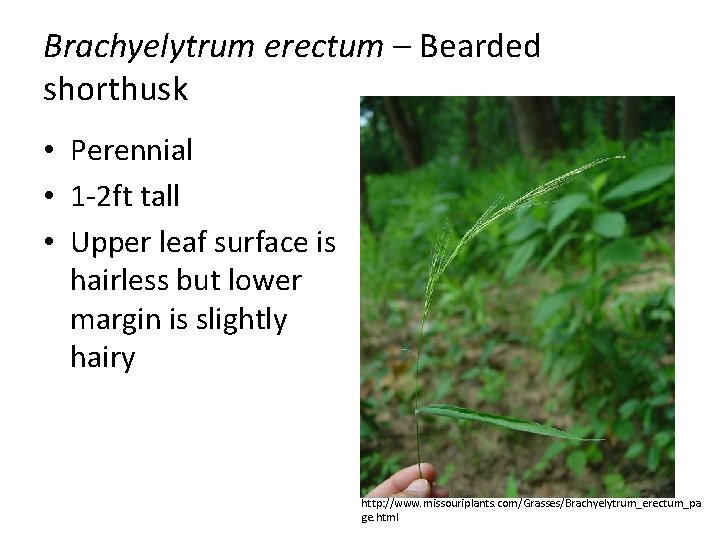 Brachyelytrum erectum – Bearded shorthusk • Perennial • 1 -2 ft tall • Upper