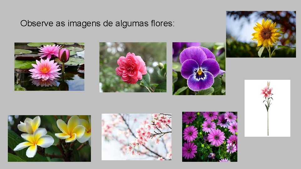 Observe as imagens de algumas flores: 