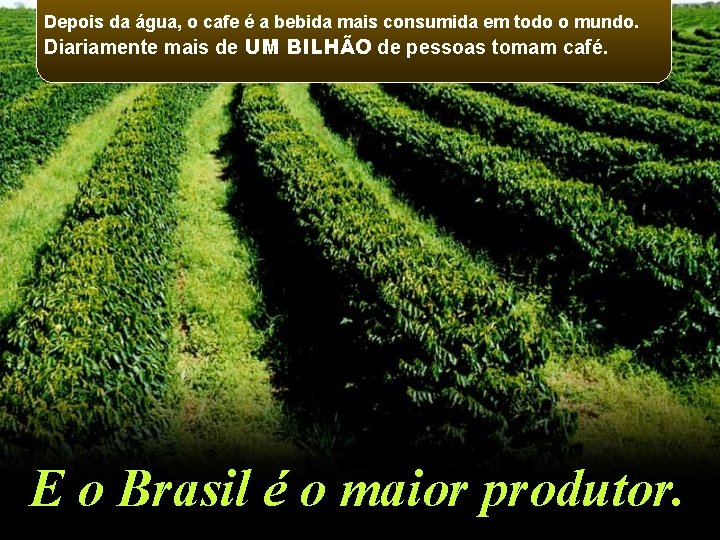 Depois da água, o cafe é a bebida mais consumida em todo o mundo.