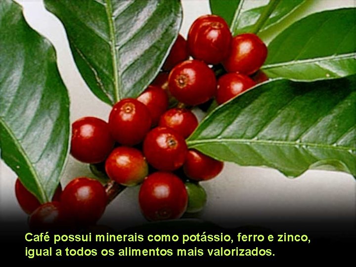 Café possui minerais como potássio, ferro e zinco, igual a todos os alimentos mais