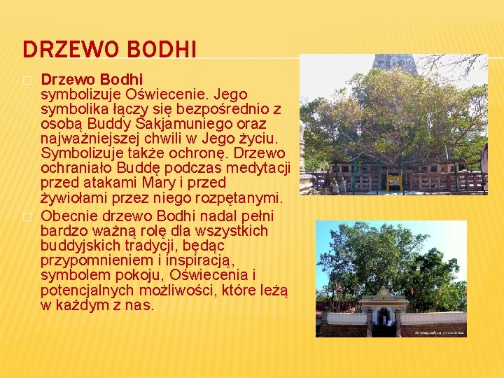 DRZEWO BODHI � � Drzewo Bodhi symbolizuje Oświecenie. Jego symbolika łączy się bezpośrednio z