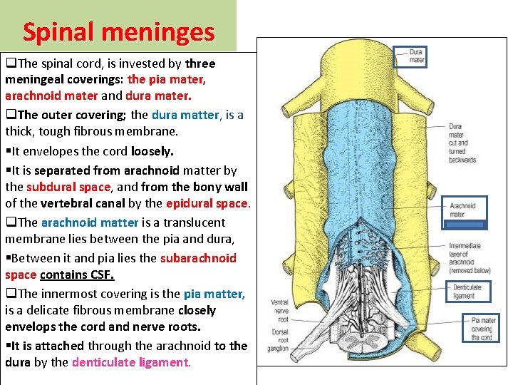 Spinal meninges q. The spinal cord, is invested by three meningeal coverings: the pia